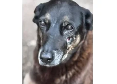 Polícia quer apreender passaporte de envolvido na morte do cão Orelha