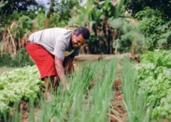 Nova distribuição de sementes beneficia mais de 100 agricultores de Barra do Pojuca