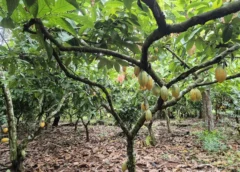 MPF apura suspeita de contaminação em mudas de cacau na Bahia