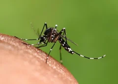Seis cidades da Bahia estão em epidemia de dengue