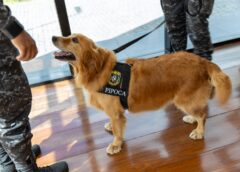 PMBA inicia Curso de Operações com Cães para atuar em missões de alta complexidade